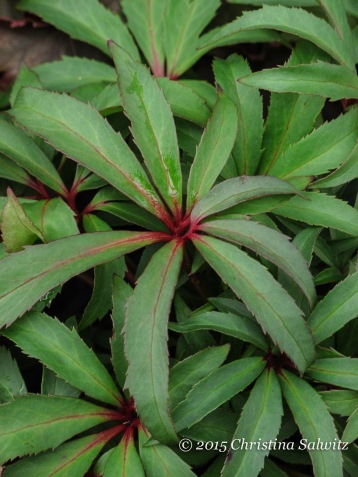 This spectacular Bearsfoot hellebore has ruby red highlights! 